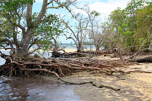 Coastal Plants of Tonga photos