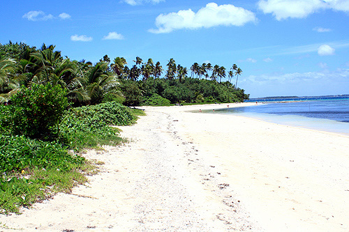 Coastal Vegetation on Fafa Island photo