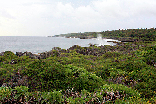 Coastal Vegetation photo