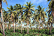 Coconut Plantation photo
