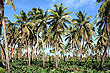 More Tongan Flora photos