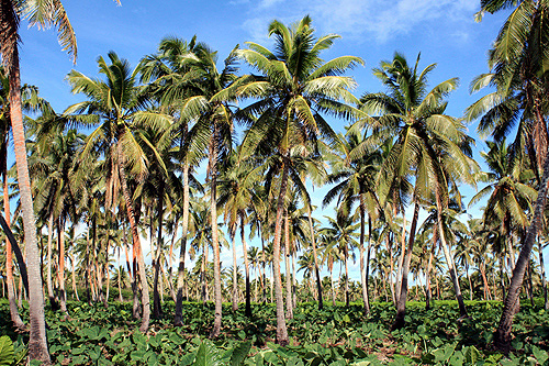 Tongan Flora photos