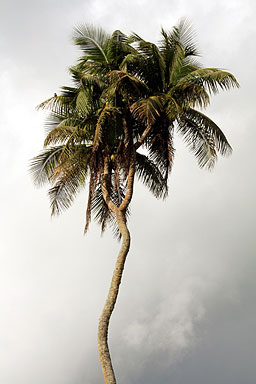 Coconut Tree photo