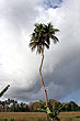 Mutant Coconut Tree photo