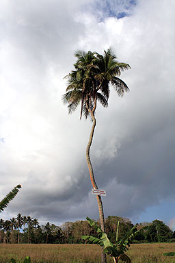 Coconut Palm photo