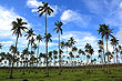Coconut Plantation photo