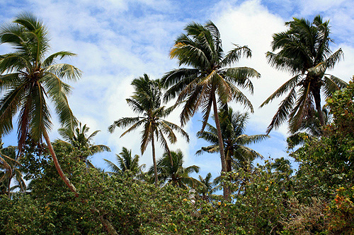 Coconut Trees photo