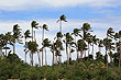 Coconut Palm photos