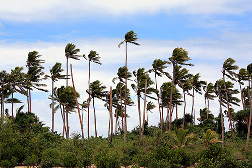 Coconut Trees photo