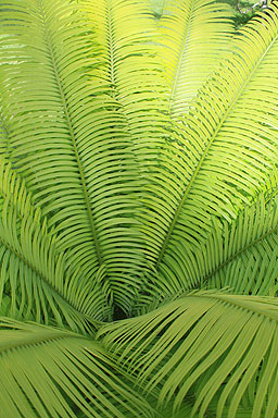 Palm Leaves photo