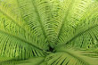 Palm Leaves photo