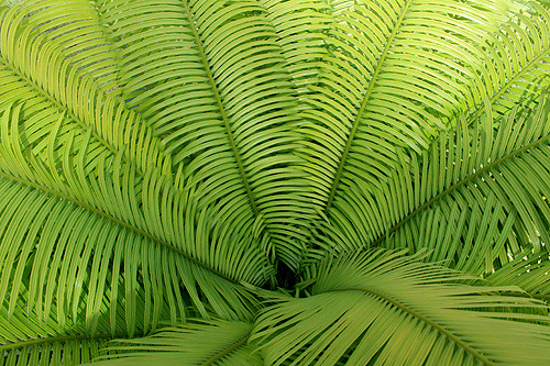 Palm Leaves photo