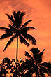Coconut Silhouette photo