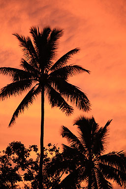 Coconut Palms photo