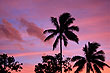 Coconut Silhouette photo