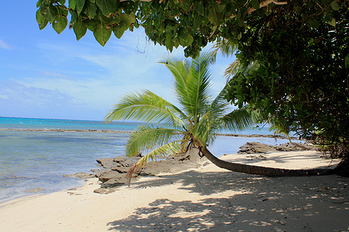 Palm Tree photo