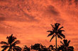 Coconut Silhouette photo