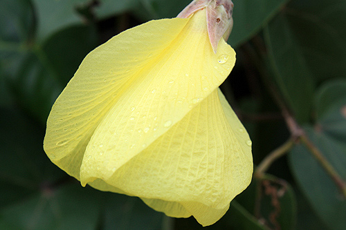 Coastal Flower photo