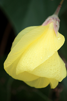 Coastal Flower photo