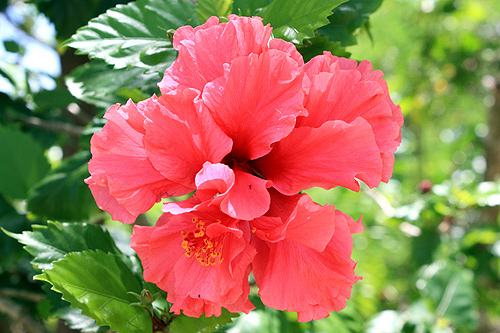 Red Hibiscus Flower photo