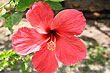 Hibiscus Flower photo