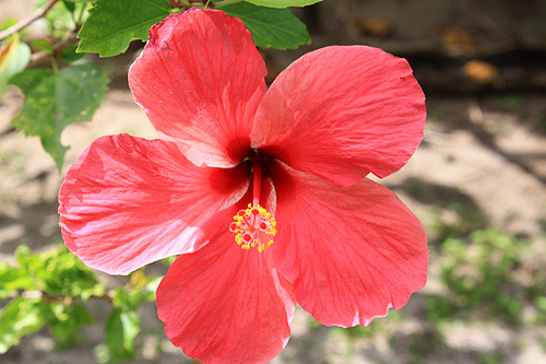 Red Hibiscus Flower photo