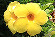 Allamanda photo