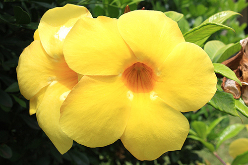 Allamanda photo