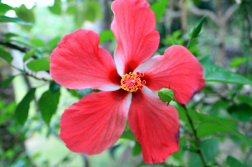 Red Hibiscus Flower photo