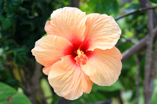 Orange Hibiscus Flower photo