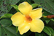 Allamanda photo