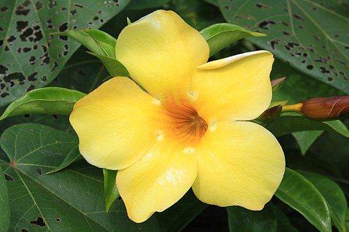 Allamanda photo