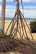 Pandanus Palm Roots photo