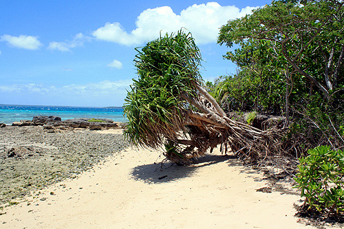 Pandanus Palms photo