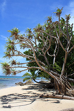 Pandanus Palm Tree photo