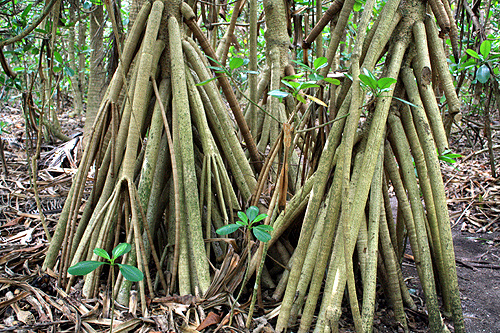 Pandanus Palm Roots photo