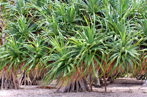 Pandanus of Tonga photos