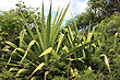 Young Pandanus Palms photo