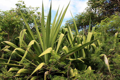 Young Pandanus Palm photo