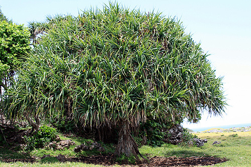 Large Pandanus Palm photo