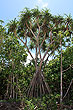 Pandanus Palm Tree photo