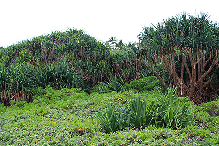 Pandanus Palm Forest photo