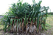 Young Pandanus Palm Tree photo