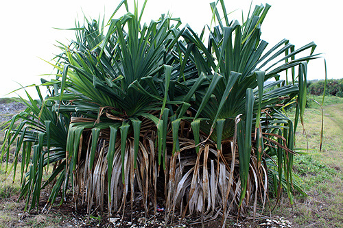 Pandanus Palm Tree photo