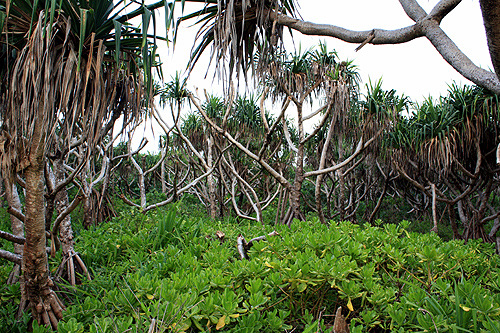 Pandanus Palm Forest photo