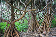 Pandanus Forest photo