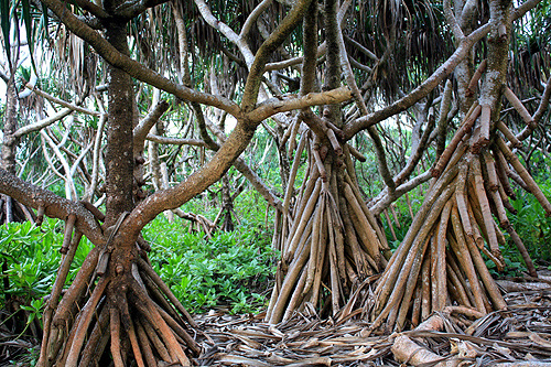 Pandanus Palm Roots photo