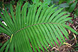 Fern Leaf photo