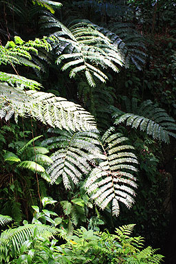 Ferns photo