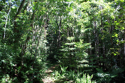 Rain Forest photo